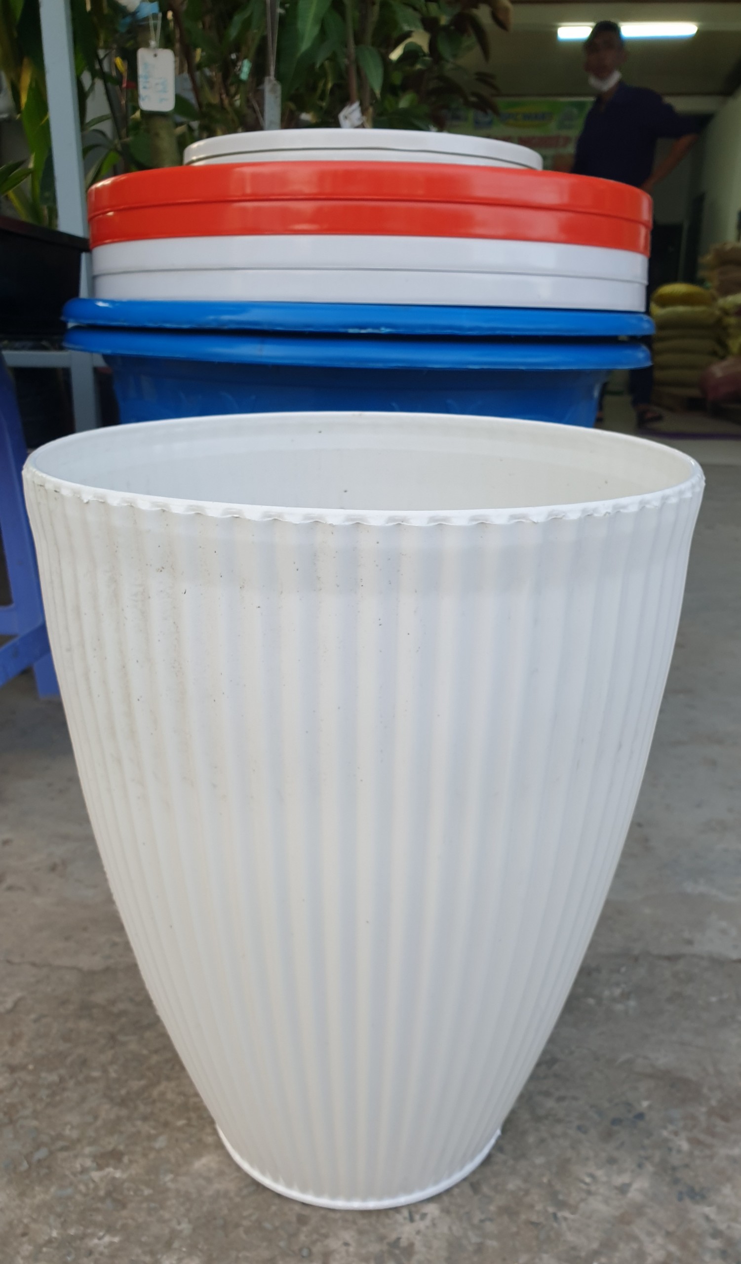 chậu sọc gân bầu