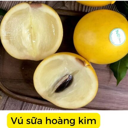 vu sua hoang kim