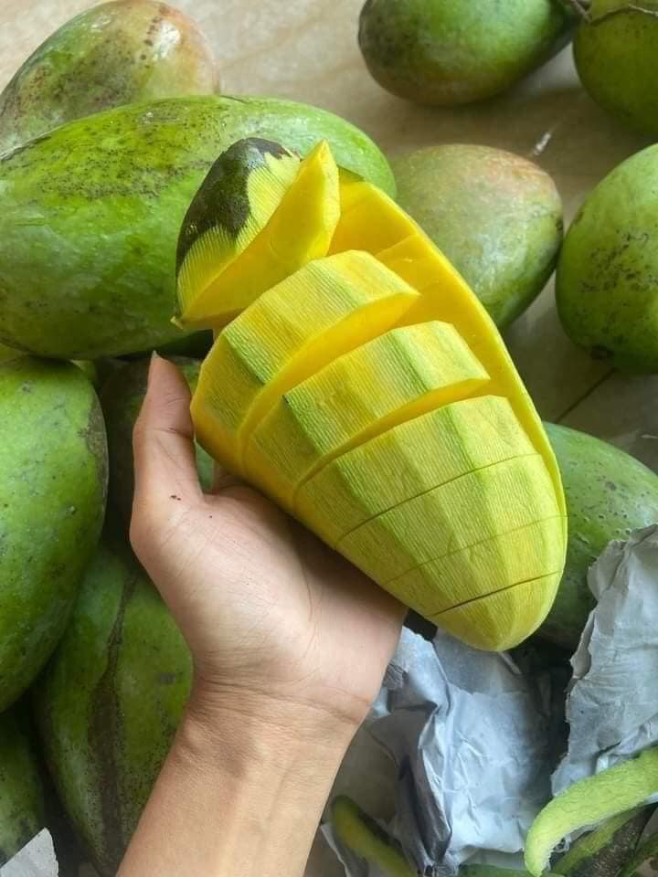 xoai dai loan