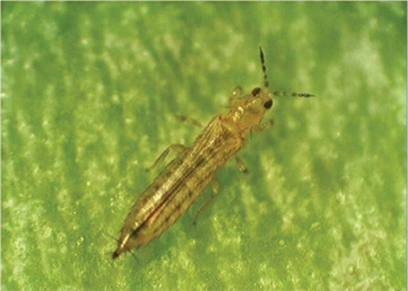 bọ trĩ