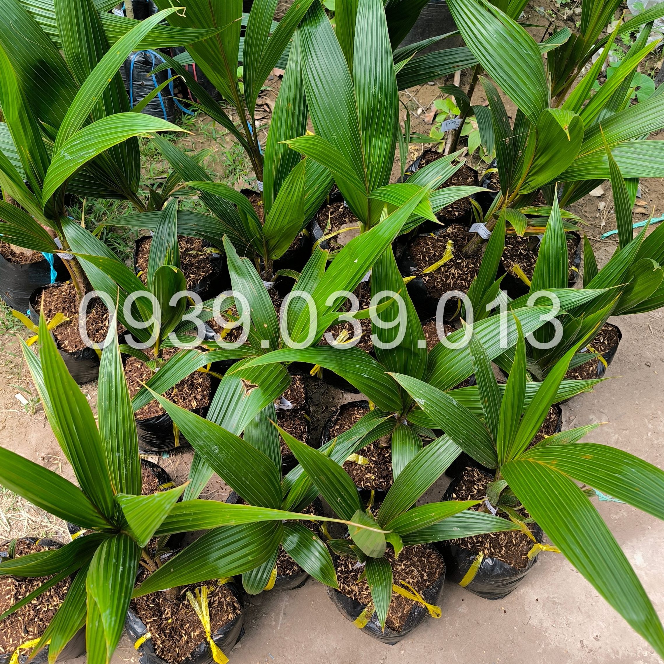 cay giong dua xiem