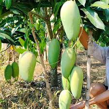 xoai dai loan