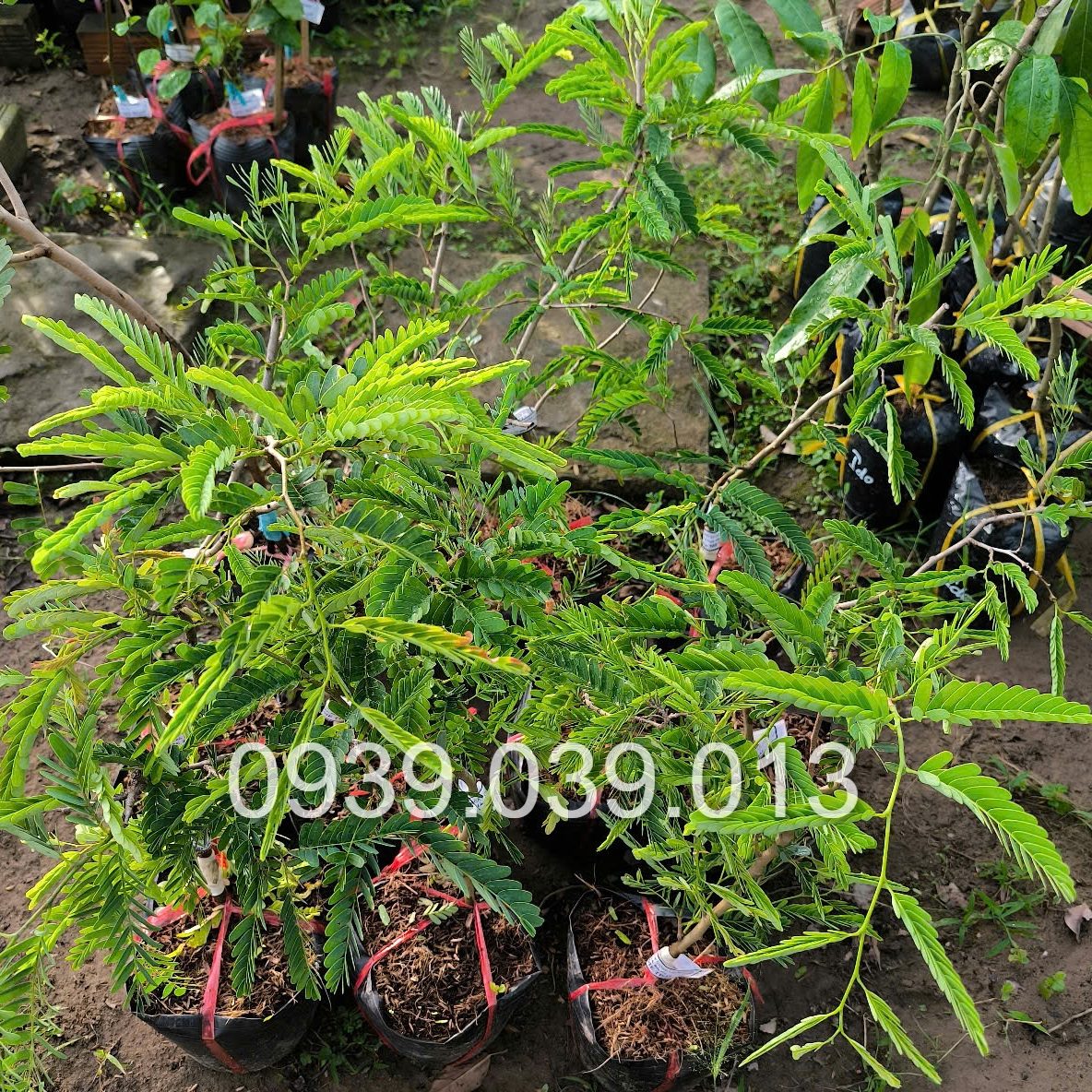 cây giống me thái chất lượng tại cần thơ 