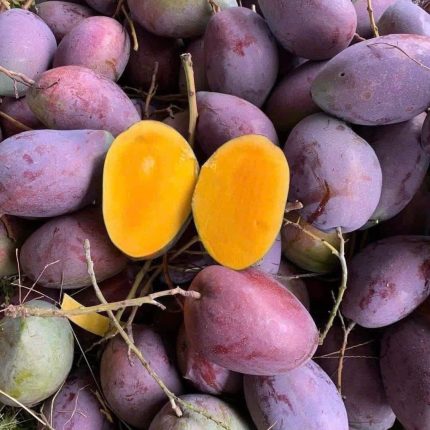 xoài ngọc vân