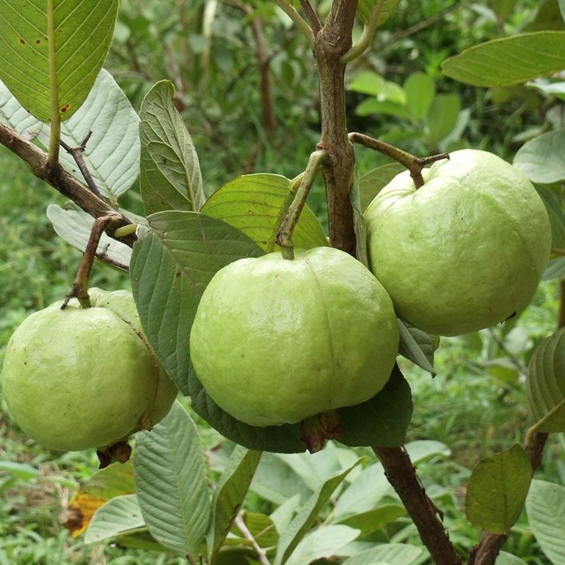 ổi nữ hoàng