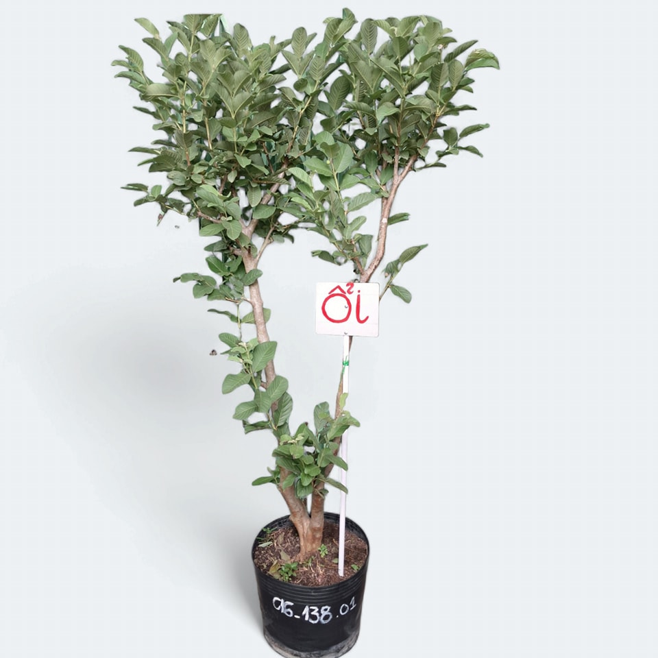 cây giống ổi ruby lớn