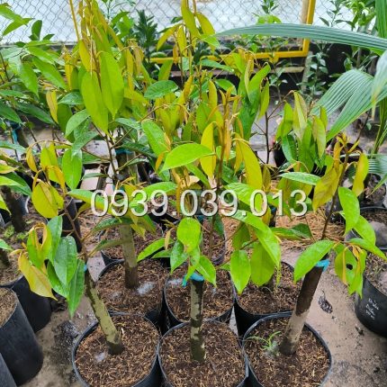 cây giống sầu riêng f1 tại an phat farm