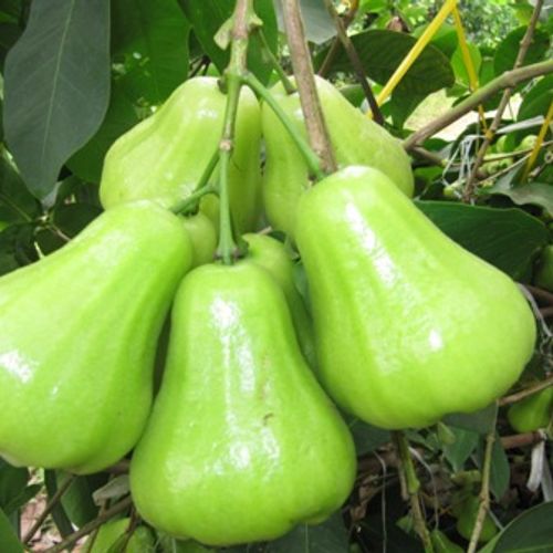 man tam hoa