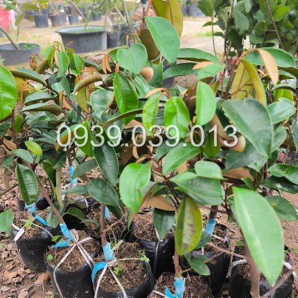 cây giống vú sữa f1