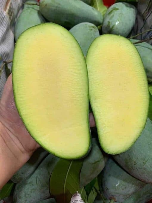 xoài thái 