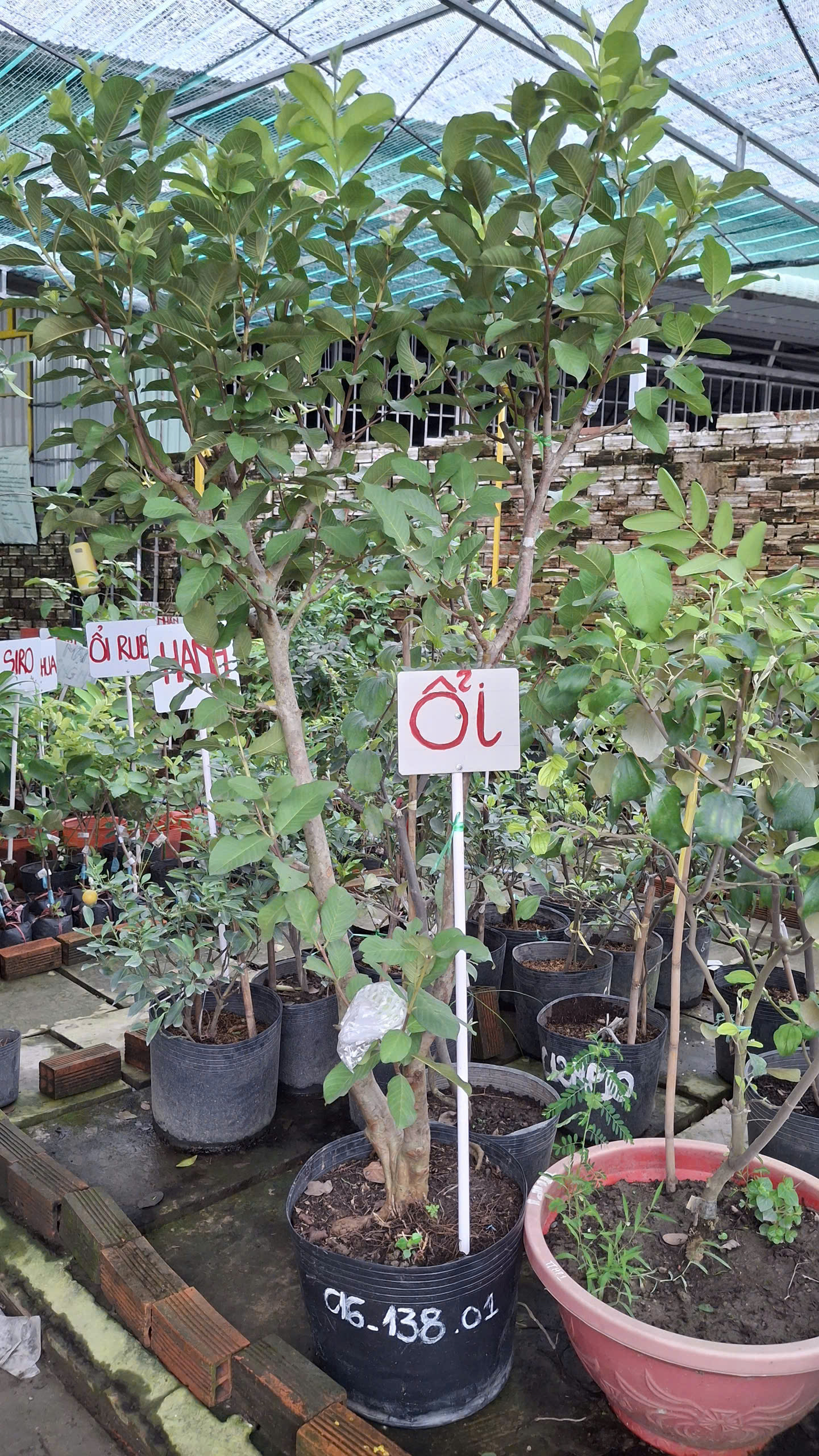 cay oi nu hoang