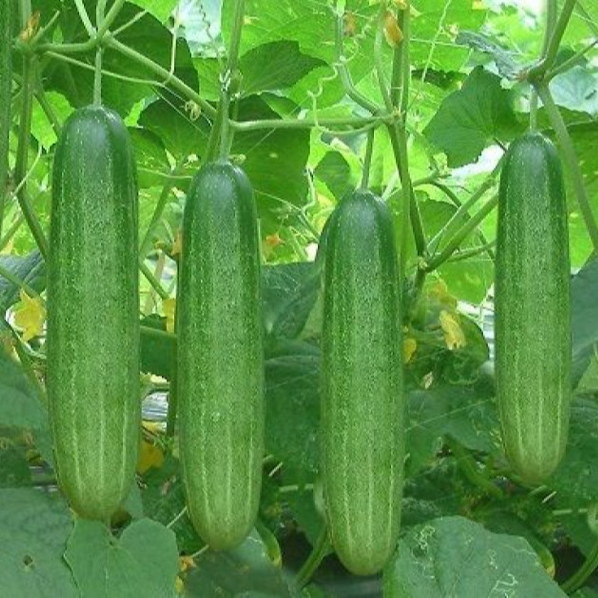 dưa leo