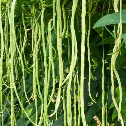 đậu đũa