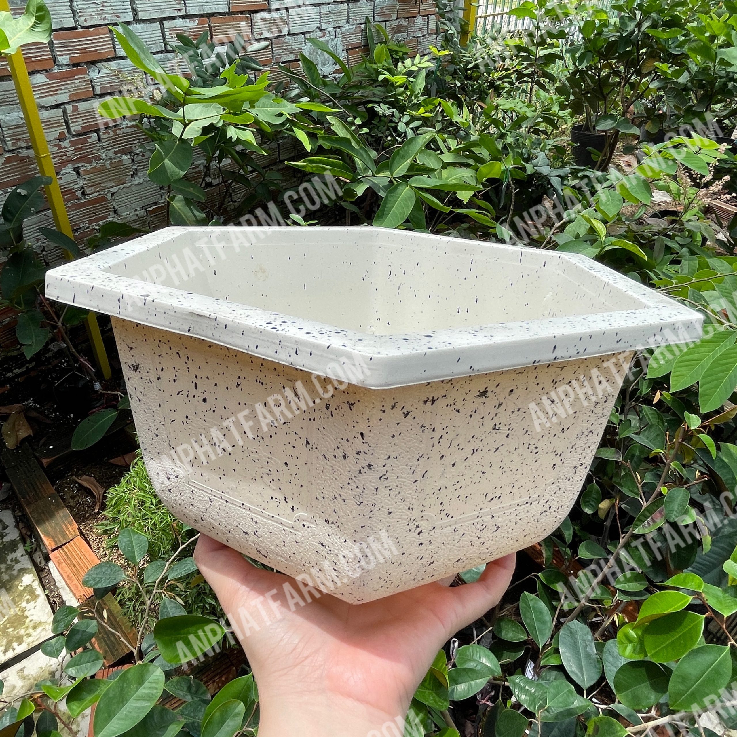 chậu lục giác giả đá