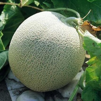 dưa lưới