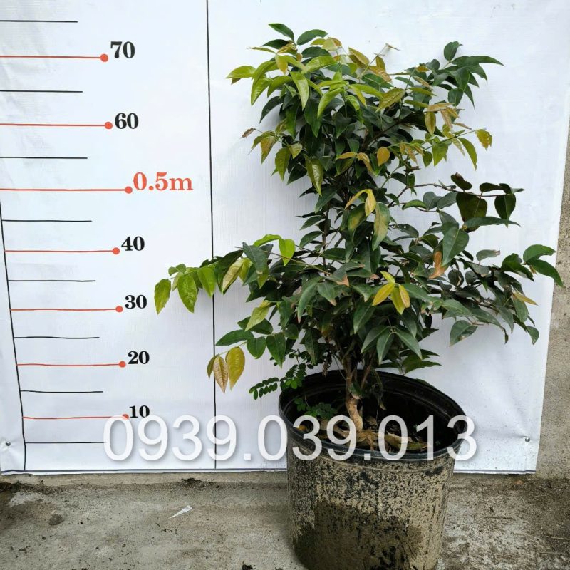 cây giống nho thân gỗ