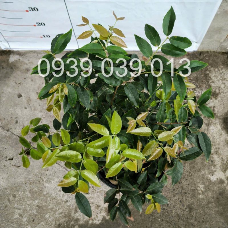 cây giống nho thân gỗ