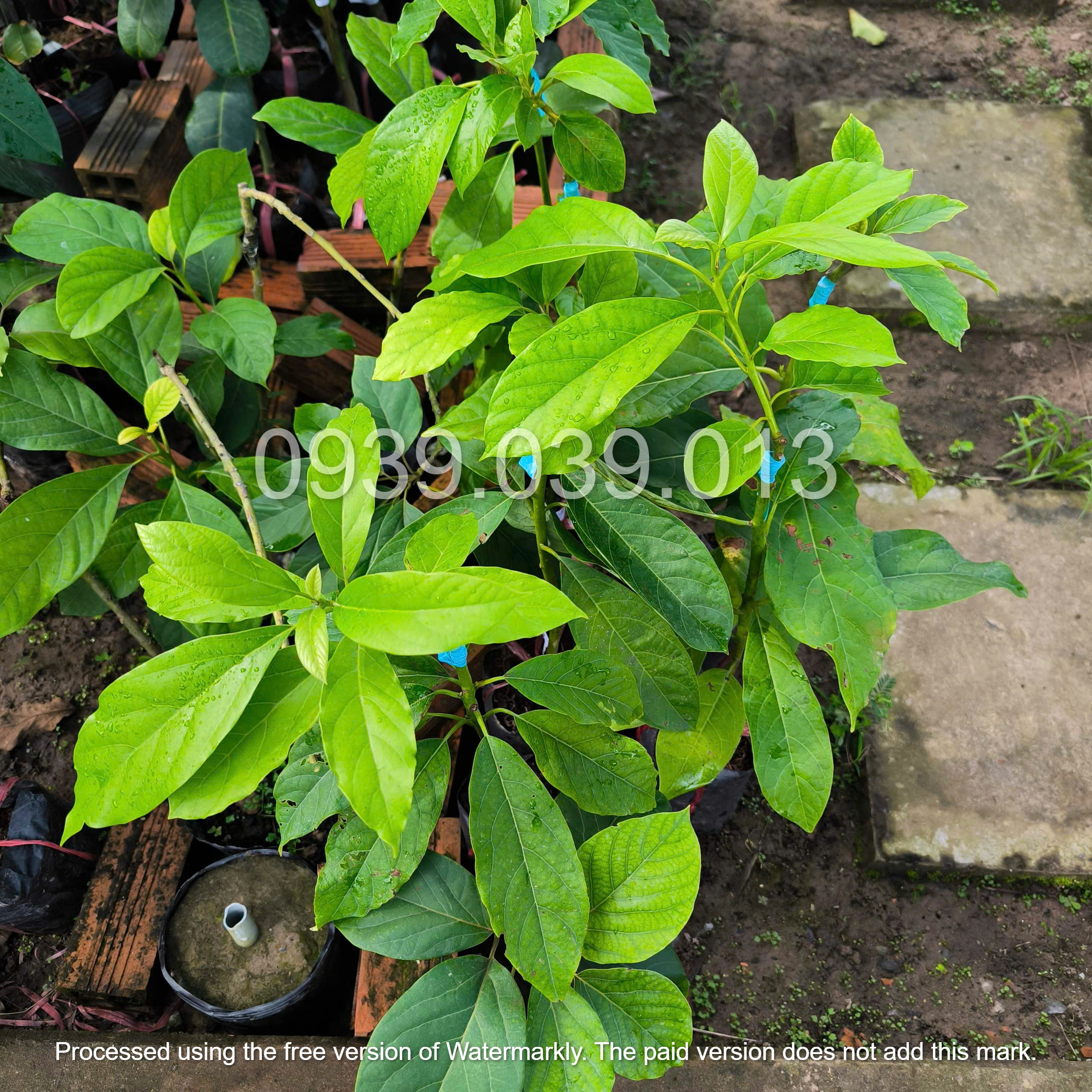 cây giống bơ sáp