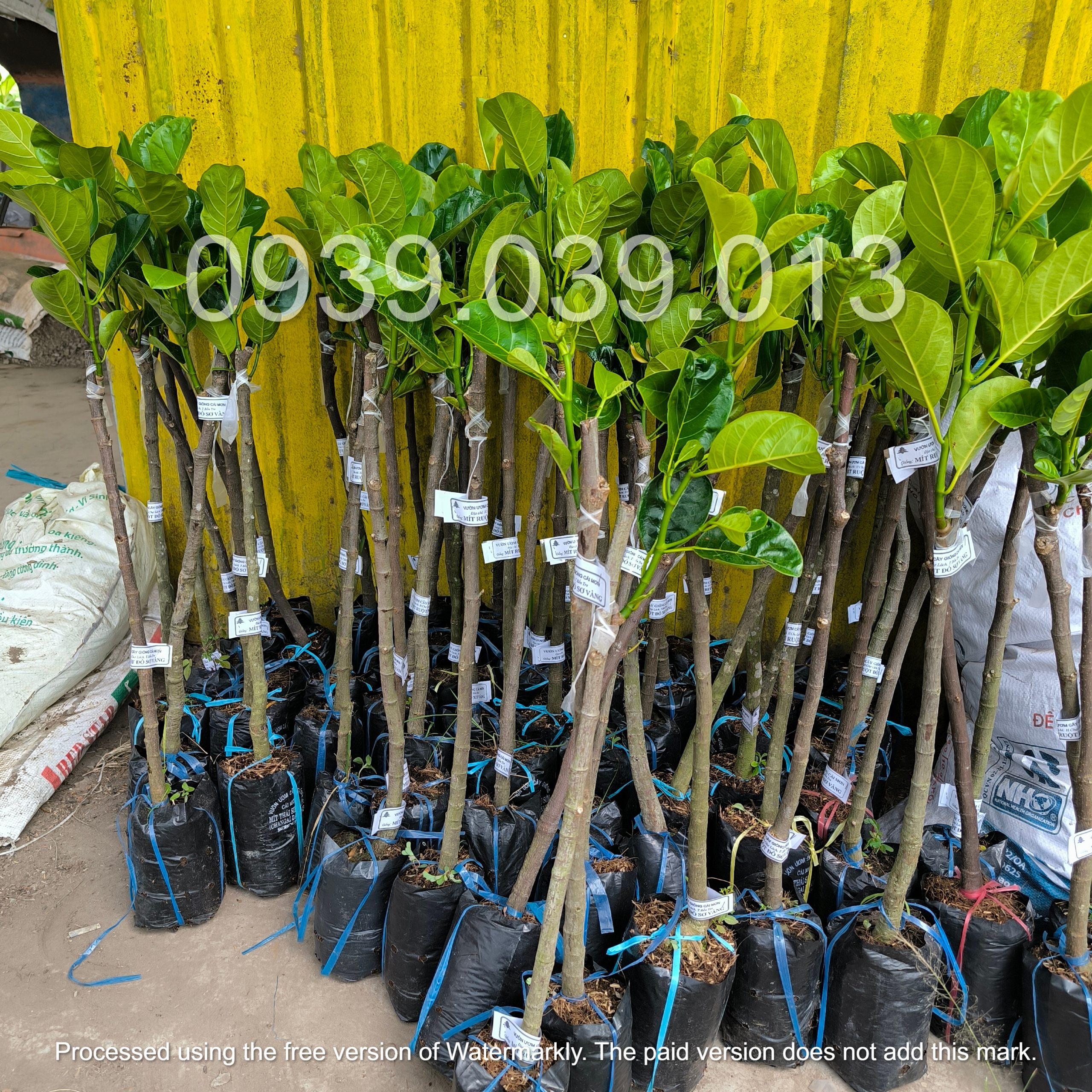 cây mít giống