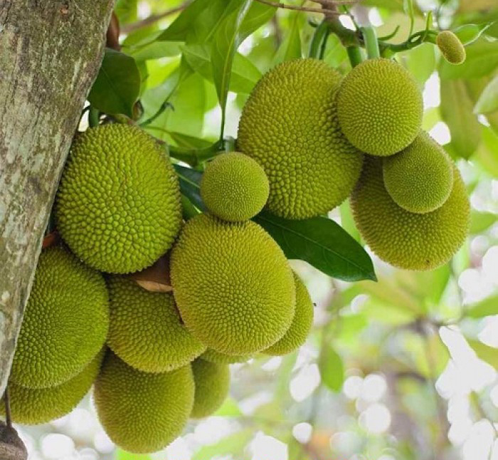 Cây mít Tố Nữ sầu riêng giống F1, trái nhỏ cơm vàng, mùi thơm như sầu riêng 