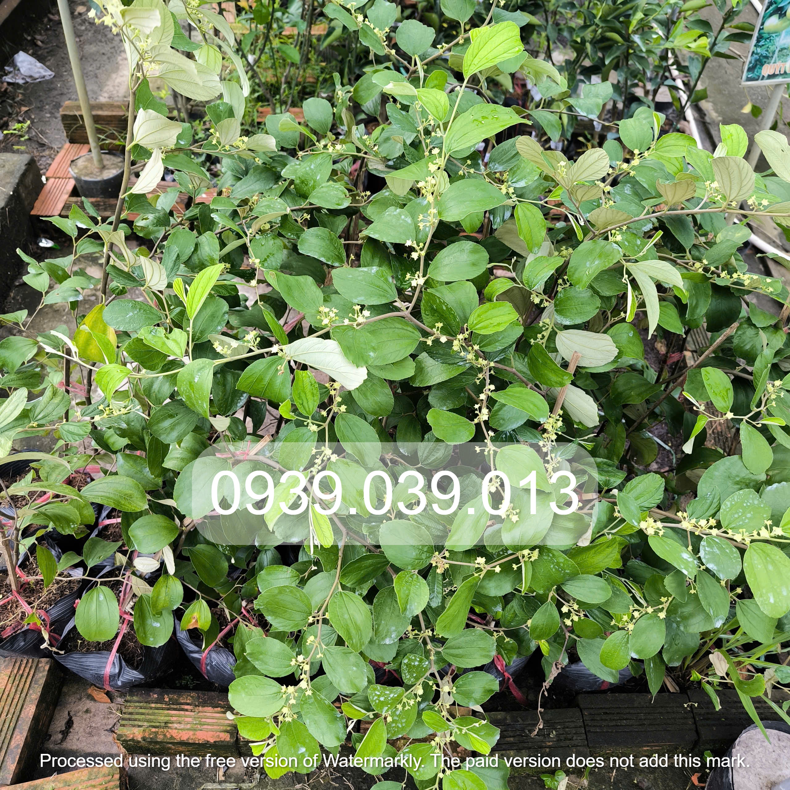 Cây giống táo thái