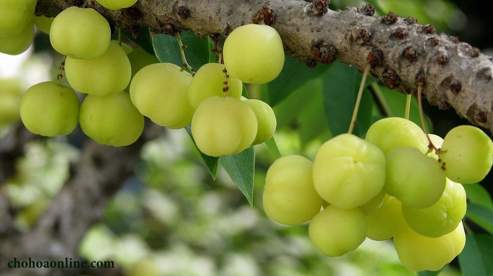 Cây chùm ruột ngọt giống F1, lá xanh, trái chín mọng 