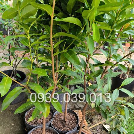 cây vối