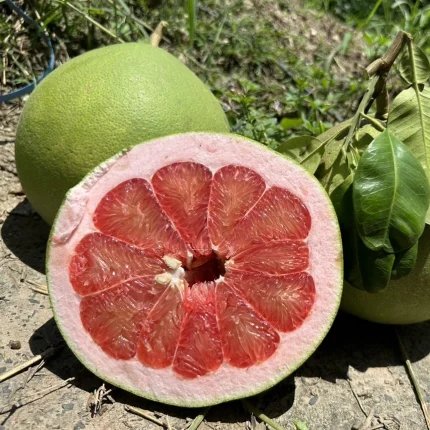 cay giong buoi ruby