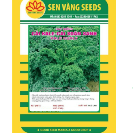 hạt giống cải xoăn kale