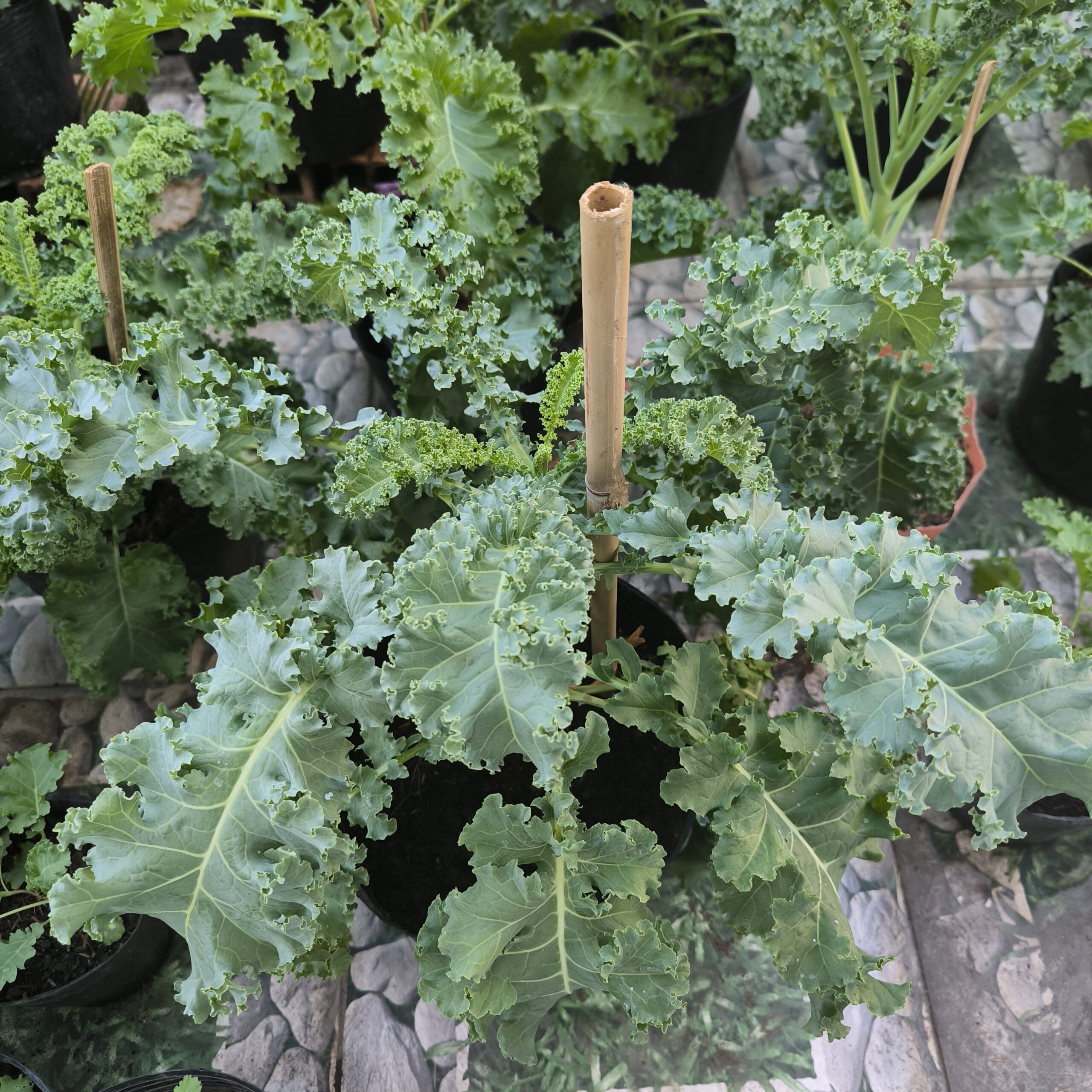 cải xoăn kale