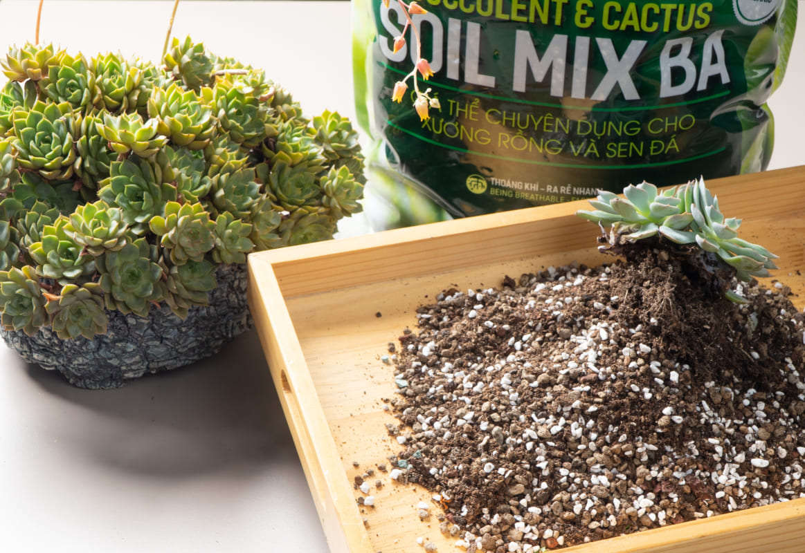 Giá thể trồng sen đá SOILMIX