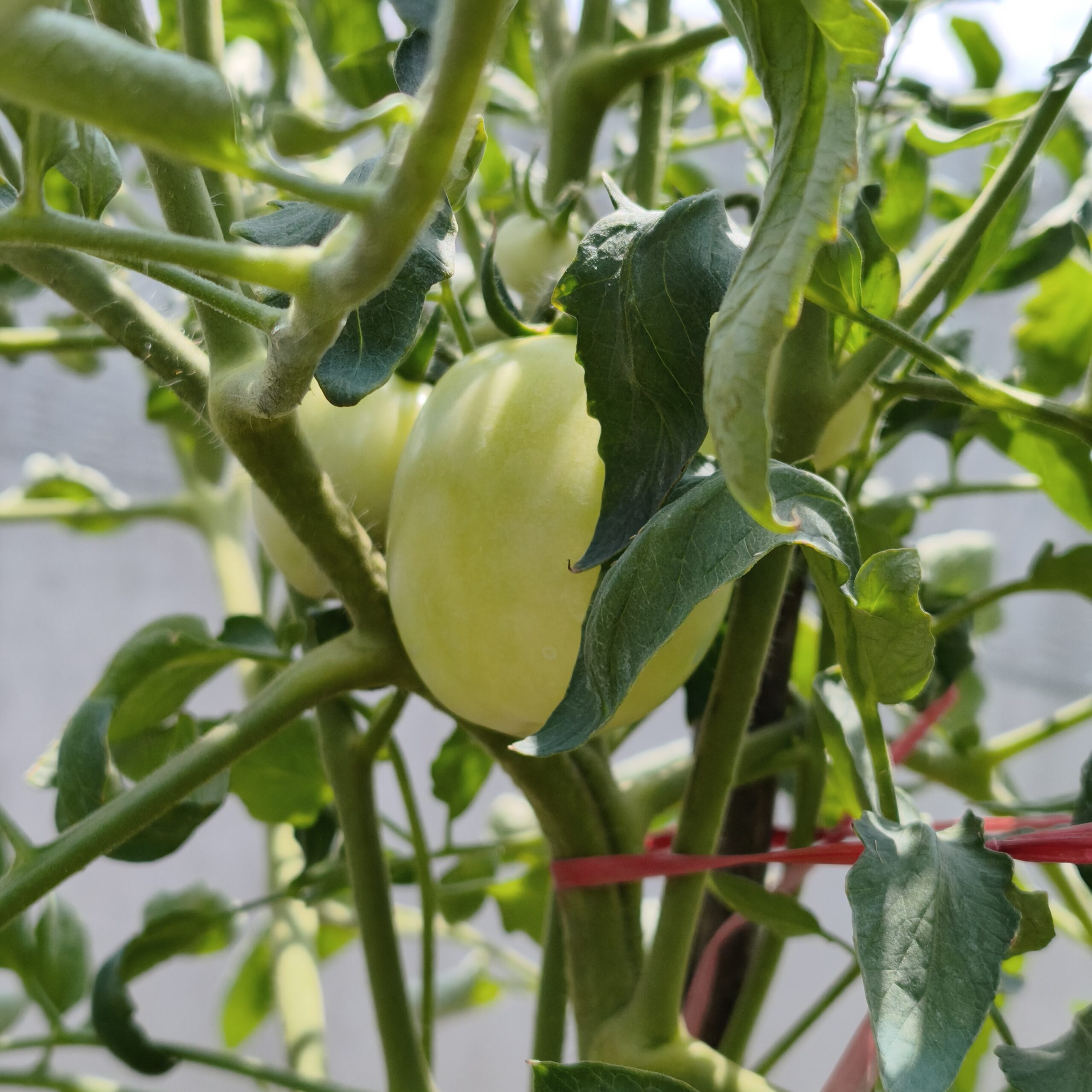 cây cà chua tự trồng