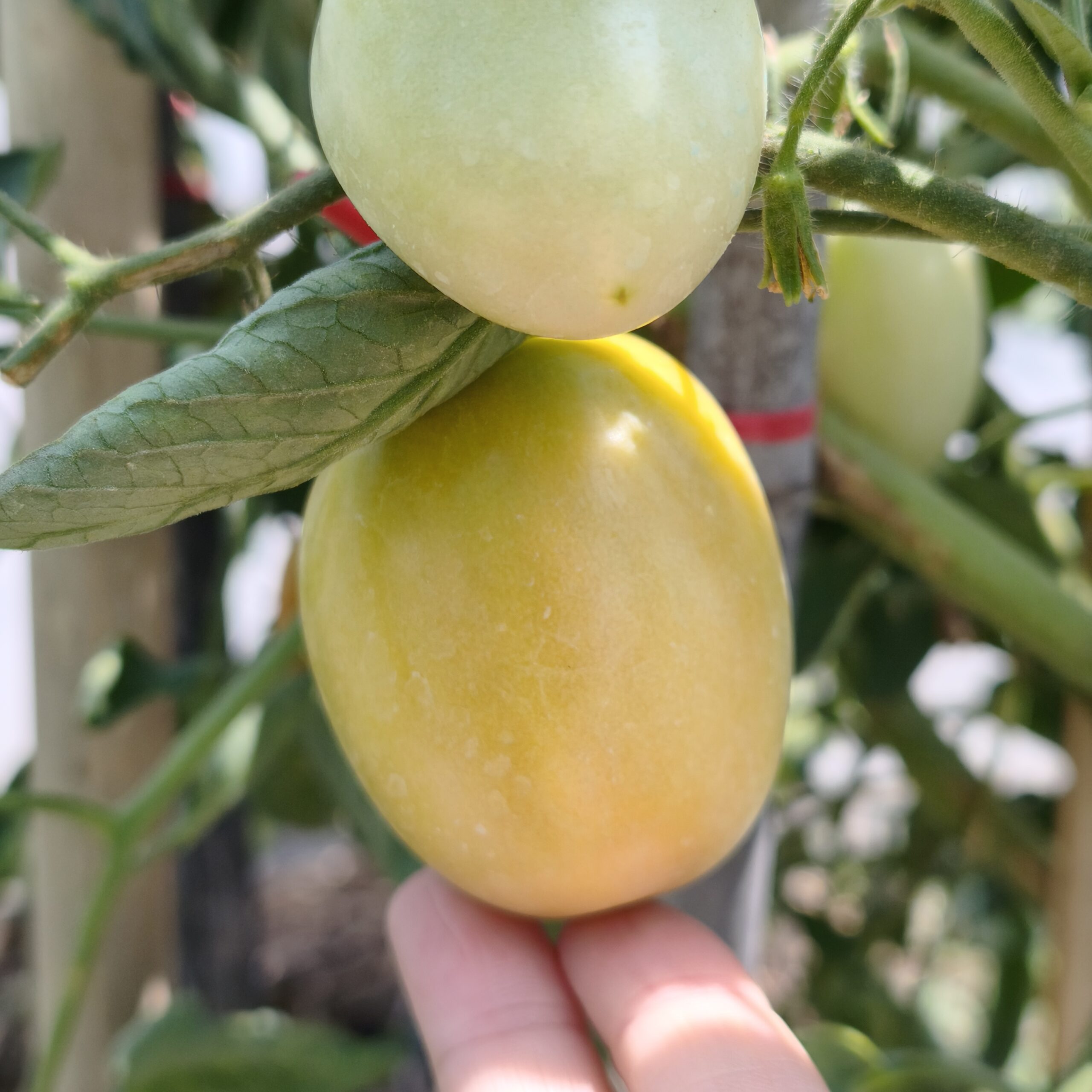 cây cà chua tự trồng