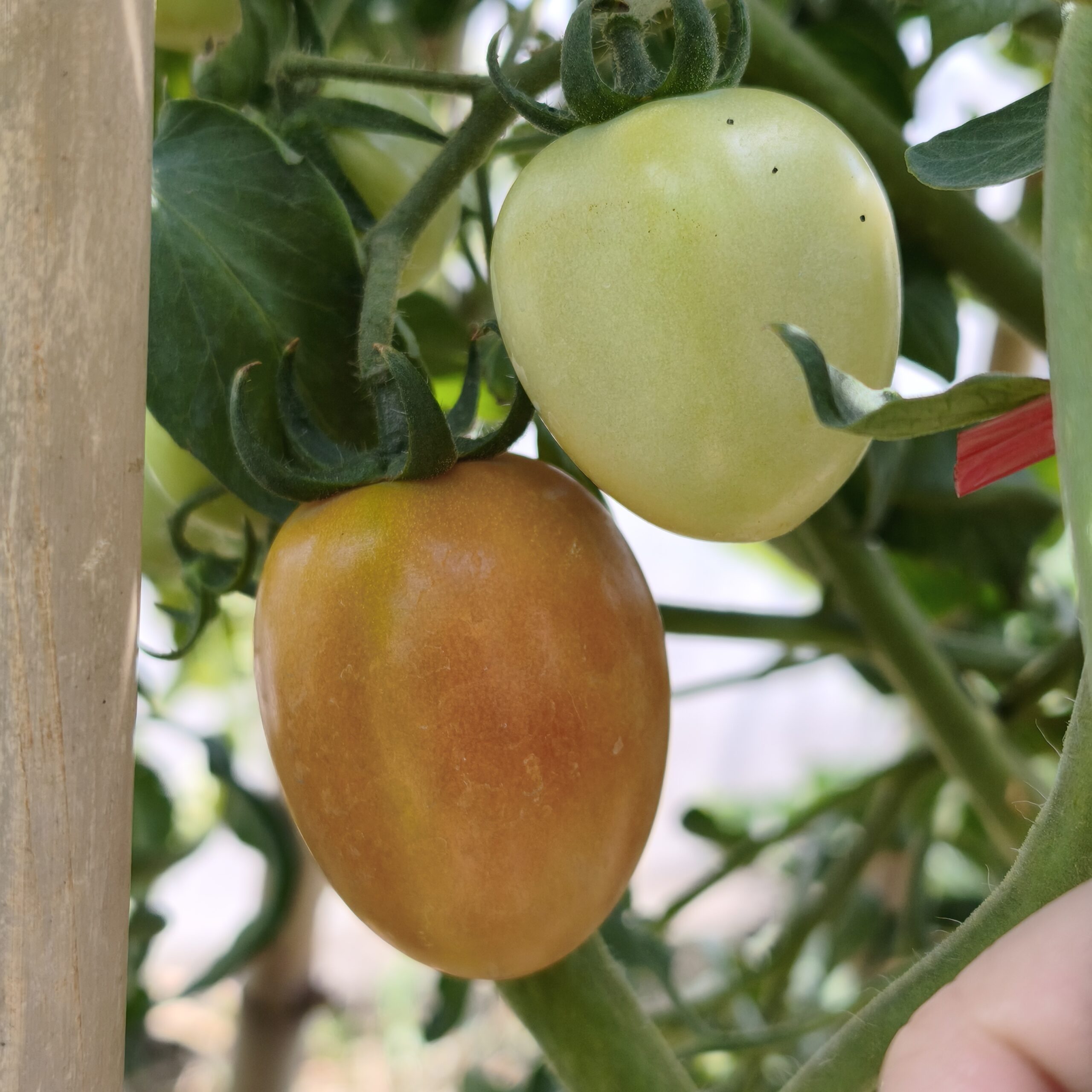 cây cà chua tự trồng
